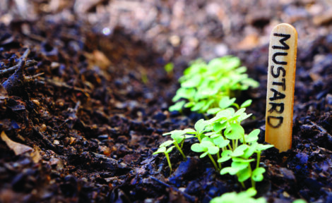 Small mustard plant growing in the garden. Wood garden marker.